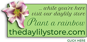 the daylily store